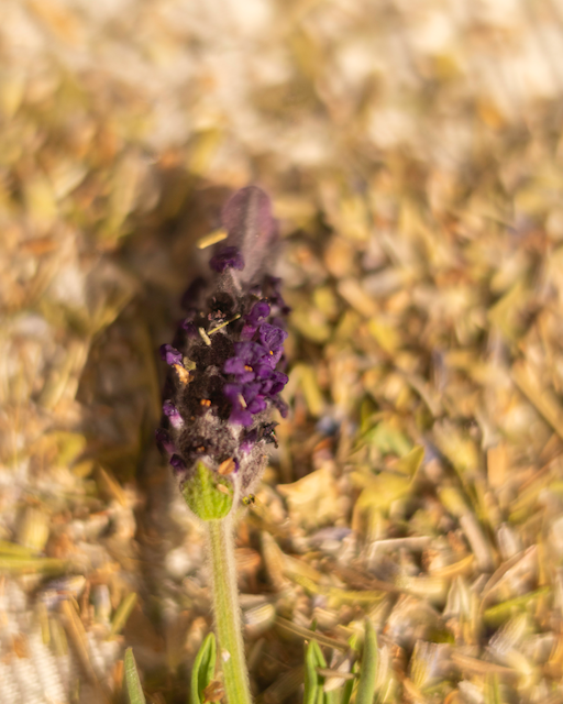 Lavendel - søt vuggesang